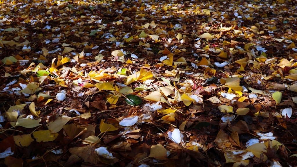 イチョウとサザンカの落葉