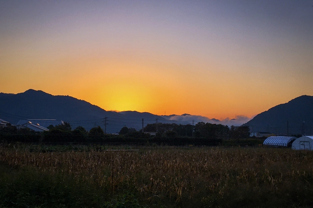 とうもろこし畑と朝焼け