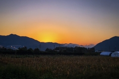 とうもろこし畑と朝焼け