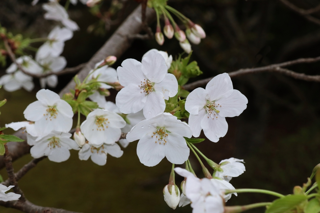 ソメイヨシノ.2