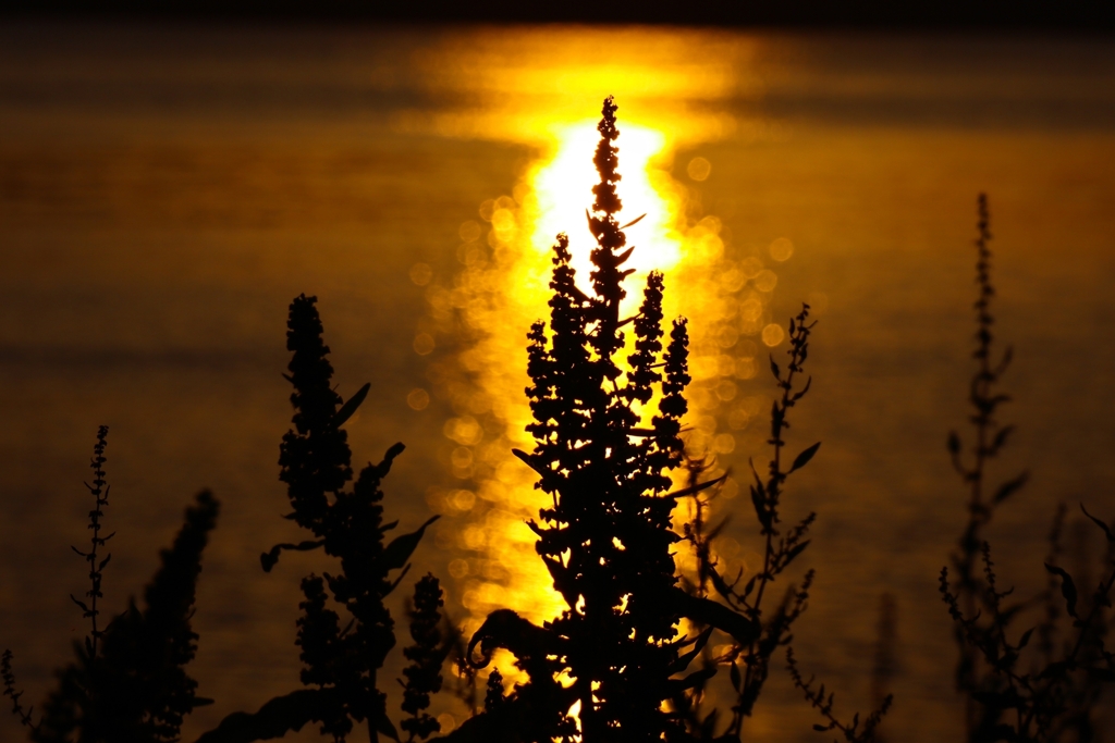 スイバ（酸葉）のシルエット