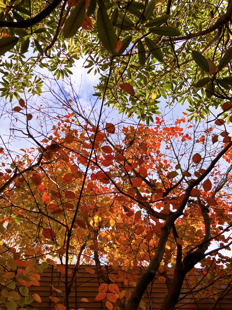 ヤマボウシとユズリハ