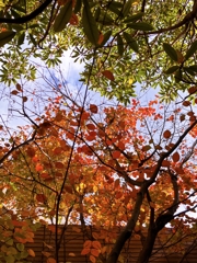 ヤマボウシとユズリハ