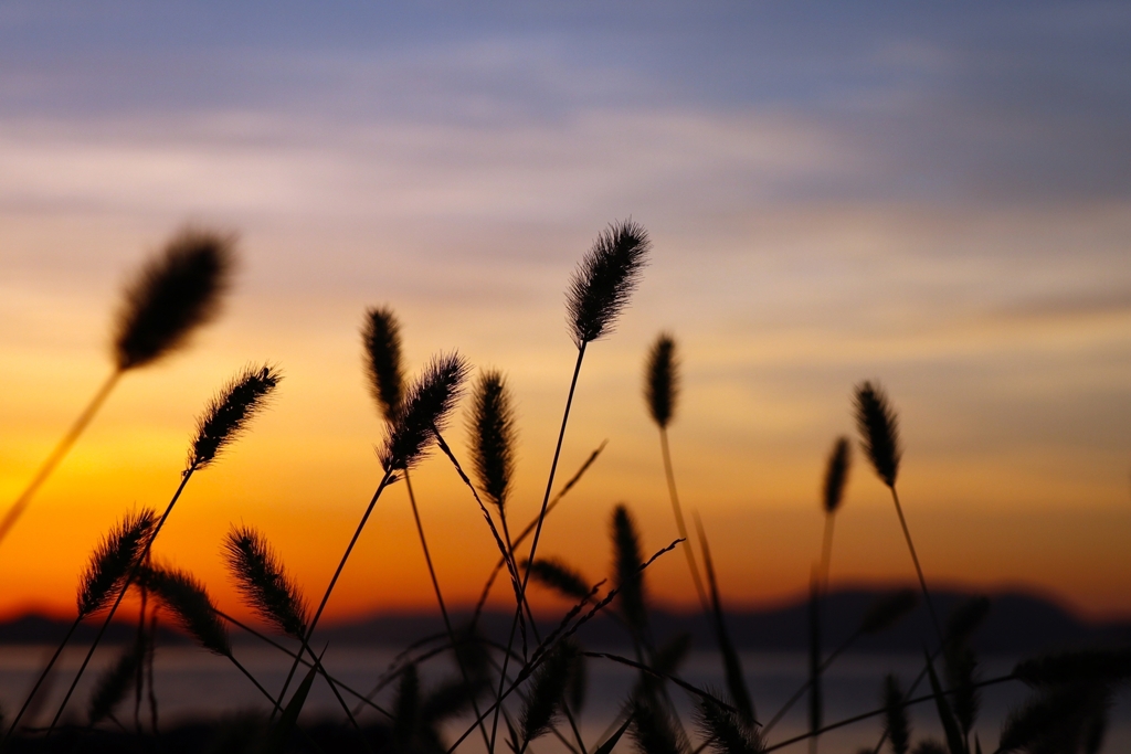 エノコログサのシルエット