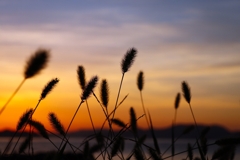 エノコログサのシルエット