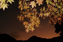 西の空とモミジバフウ