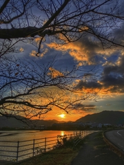 桜の裸樹と朝陽