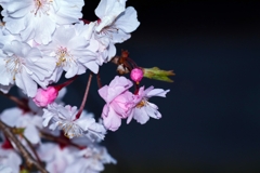 夜の枝垂れ桜