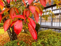 桜の紅葉