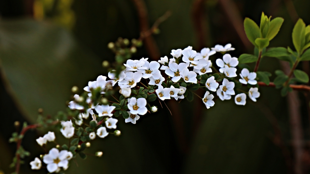 ユキヤナギ咲いた。