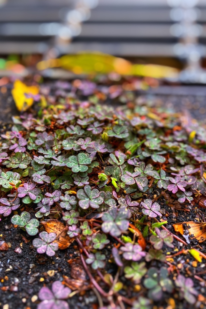 路傍のカタバミ
