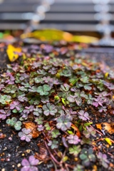 路傍のカタバミ