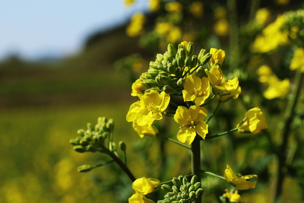 まだ蕾の方が多い様でした。