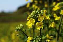 まだ蕾の方が多い様でした。