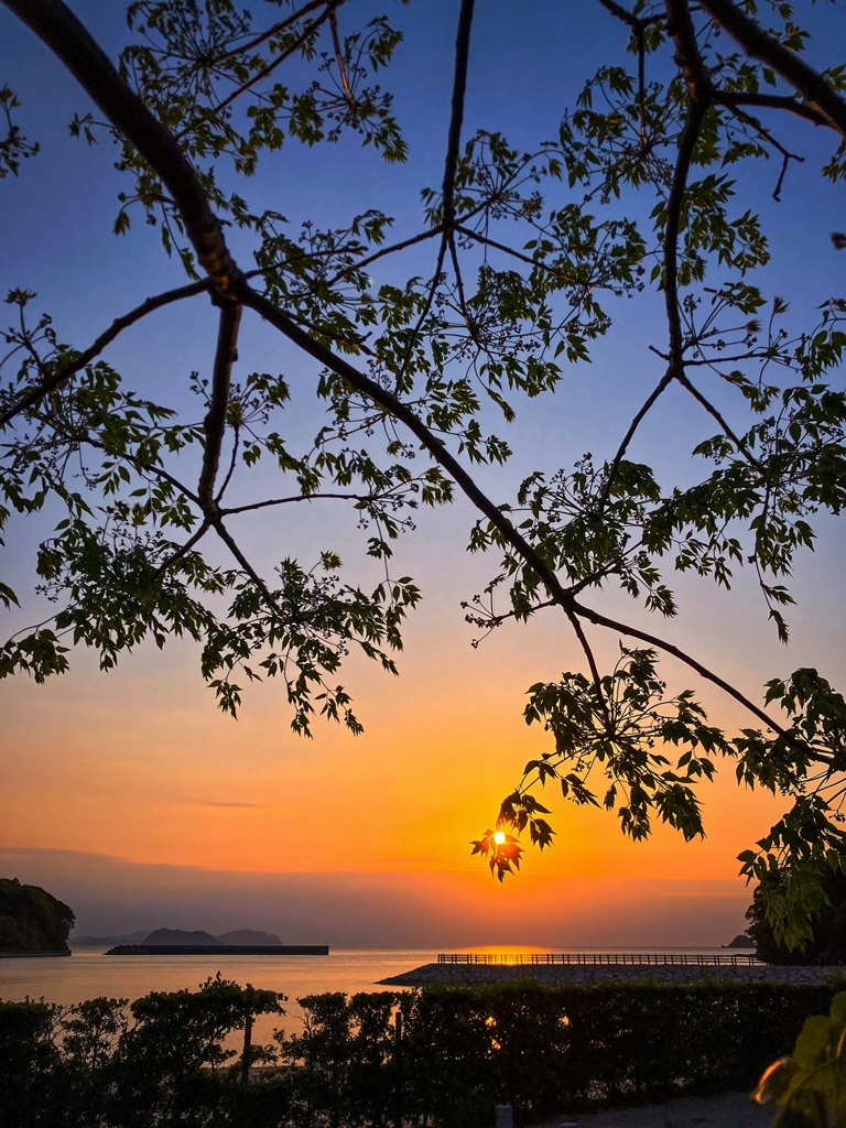 栴檀越しの夕景.2