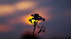 菜の花のシルエット