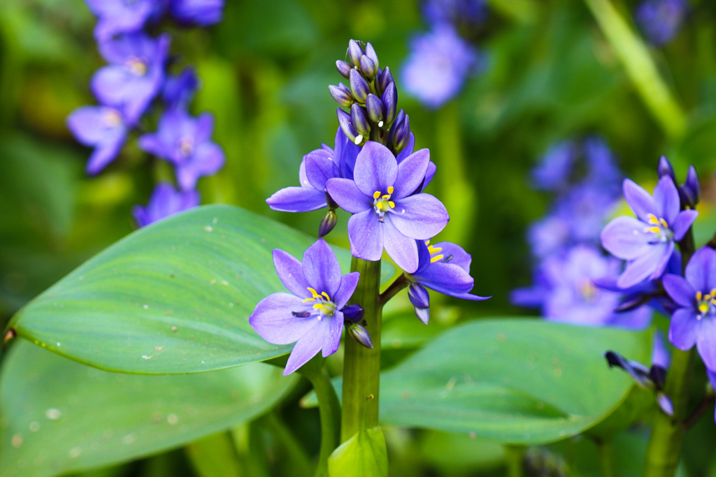 ミズアオイの一種