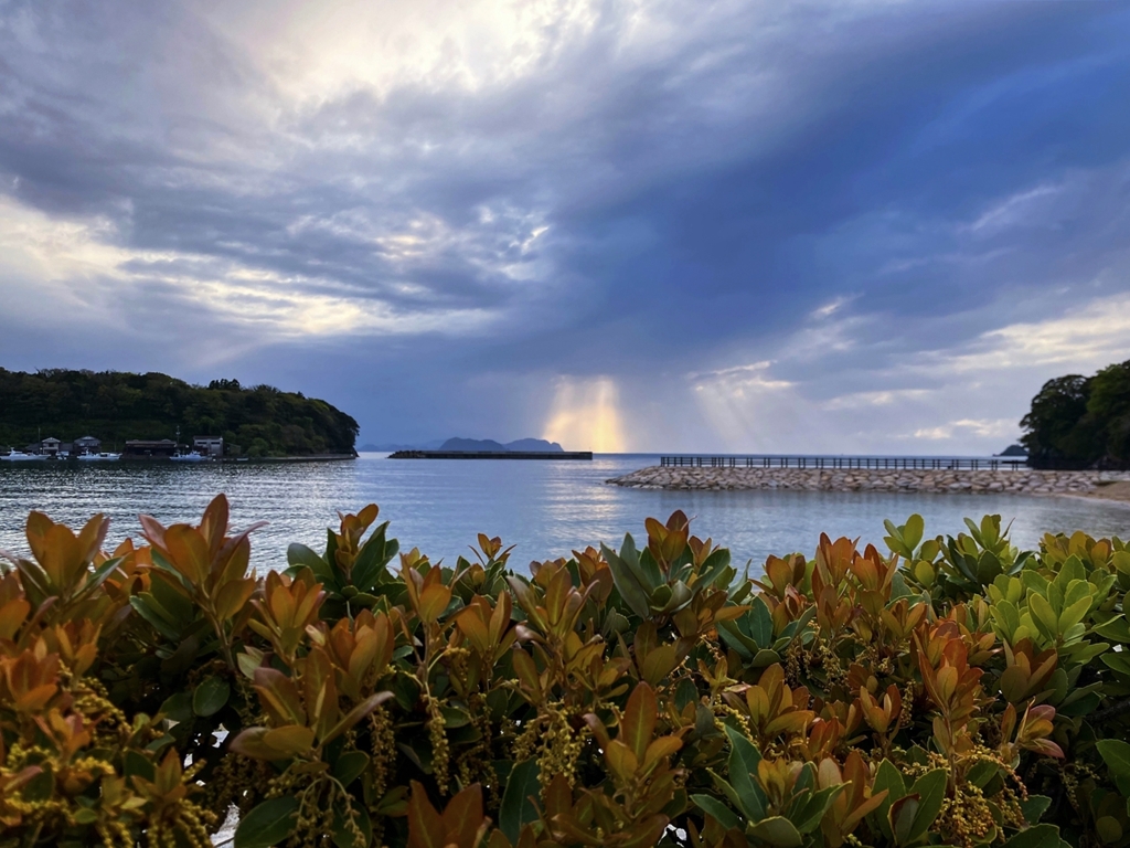 ウバメガシ越しの風景