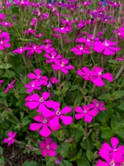 ムシトリナデシコ