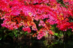 鮮やかな紅葉.1