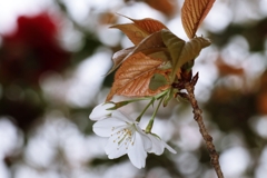 ソメイヨシノ.1