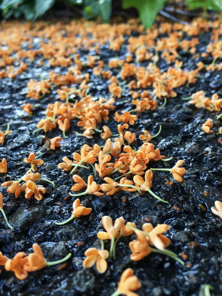キンモクセイの落花ver.2