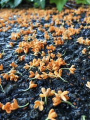 キンモクセイの落花ver.2