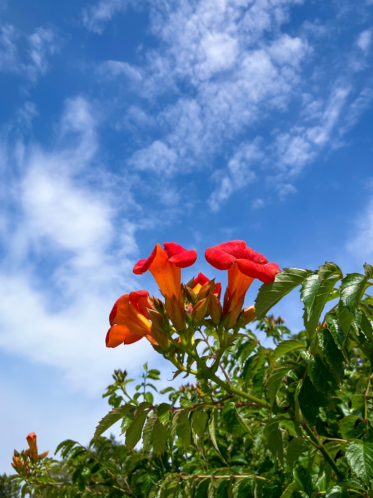 ノウゼンカズラ