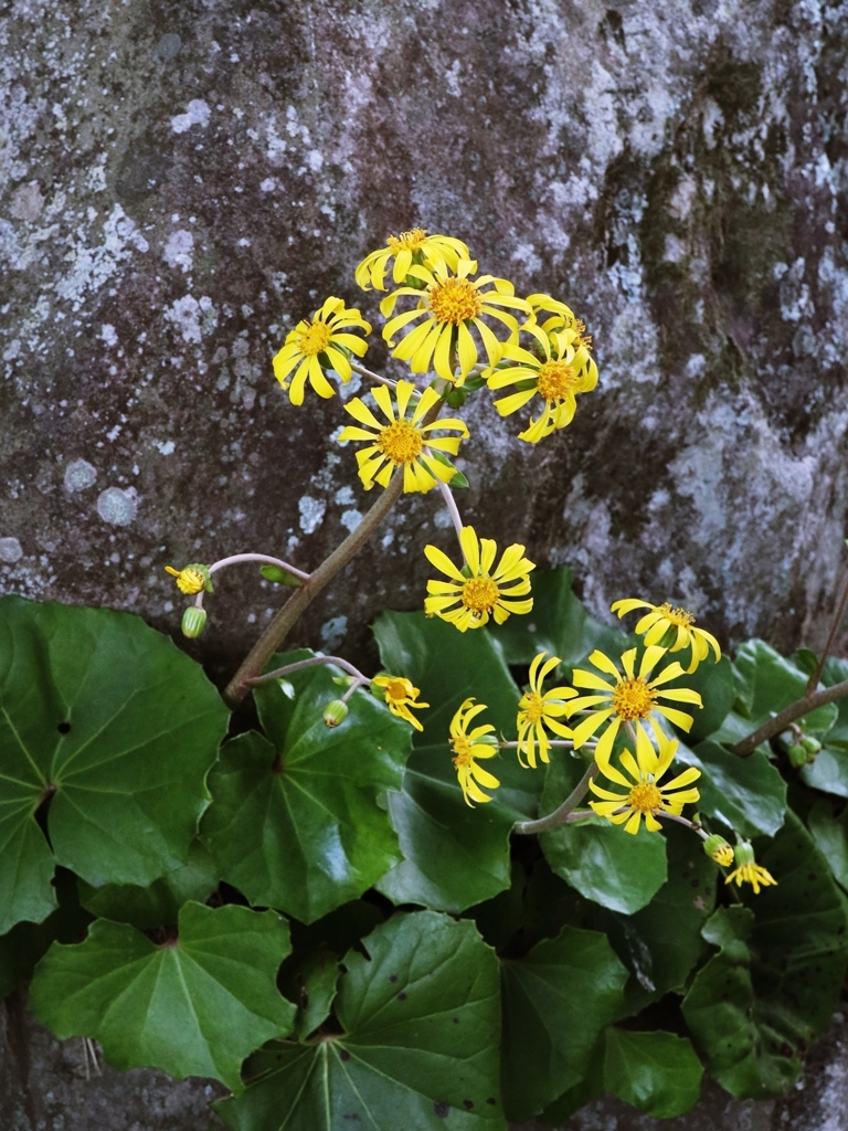 ツワブキも撮り納めかな。