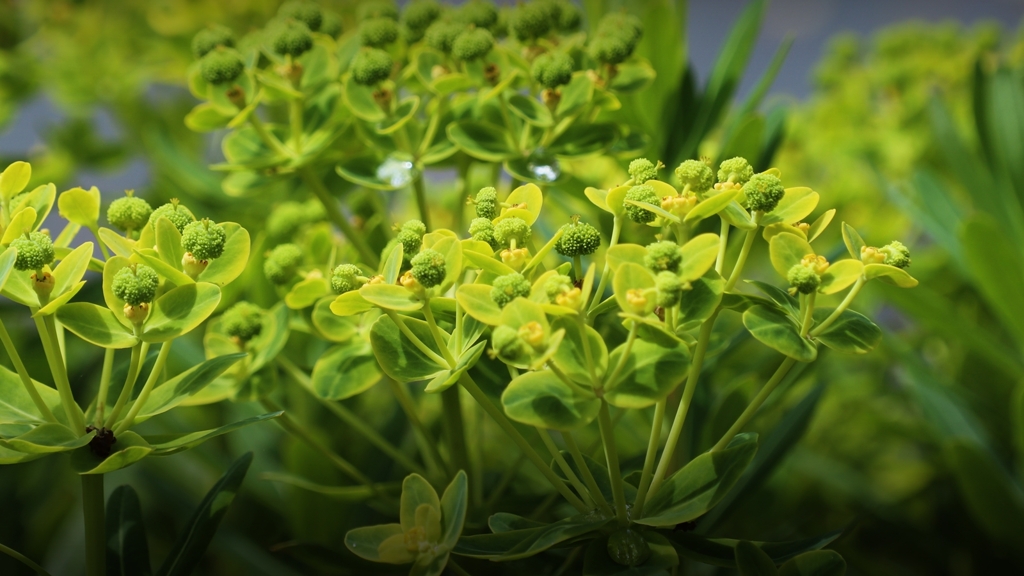 トウダイグサ（別バージョン）