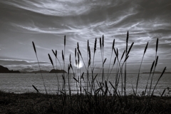 Monochrome
