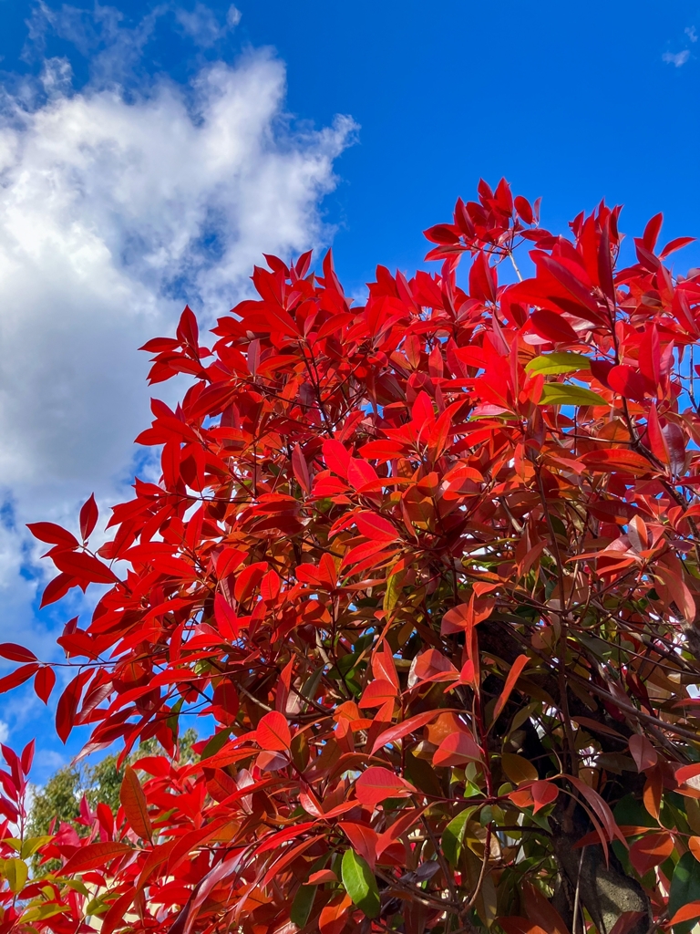 カナメモチの若葉