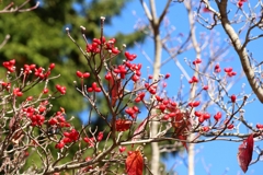 ハナミズキの実