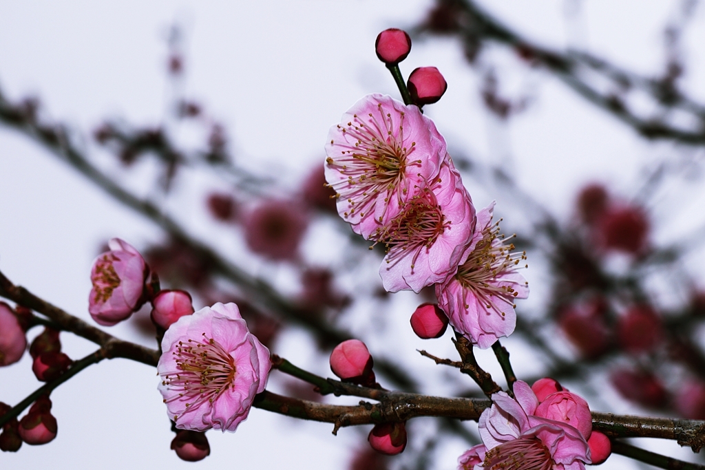 イソギンチャクみたいな・・・