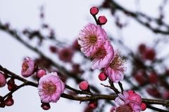 イソギンチャクみたいな・・・