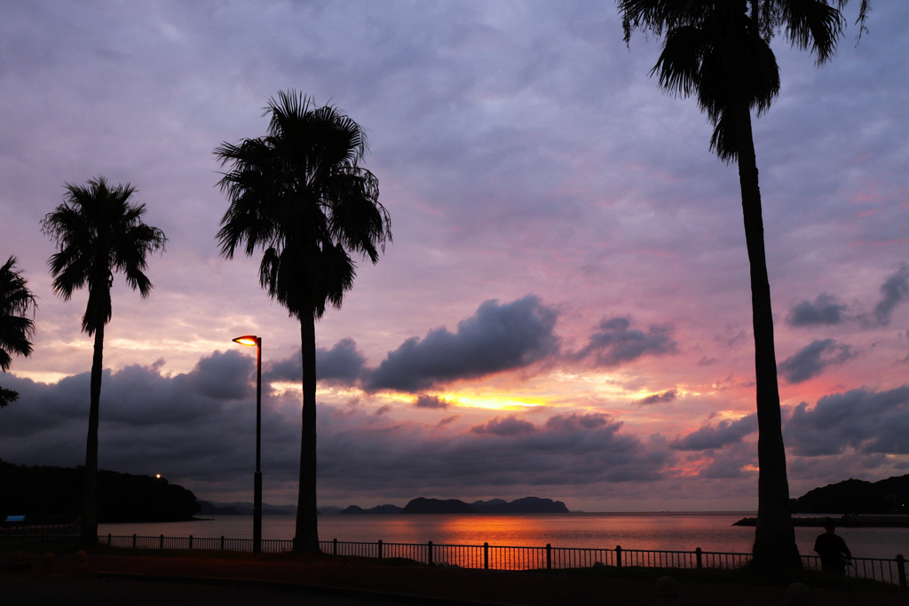 フェニックス越しの夕景