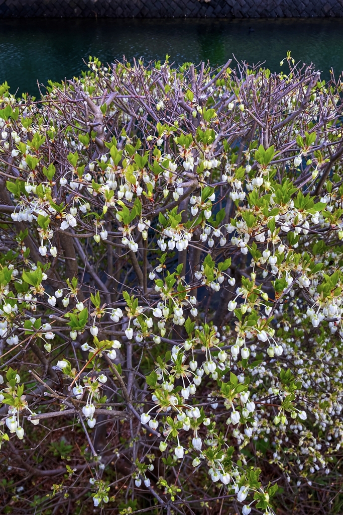 運河沿いに咲いたドウダンツツジ
