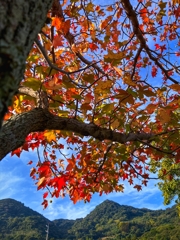 錆色は日本の心