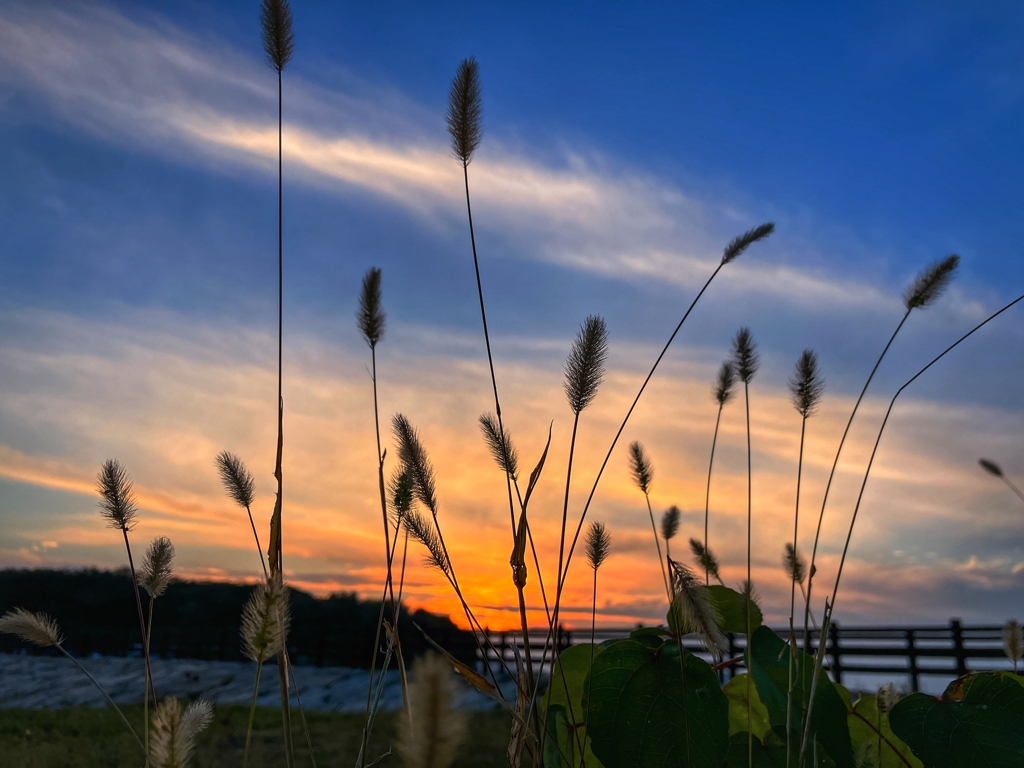 風に揺れるエノコログサ