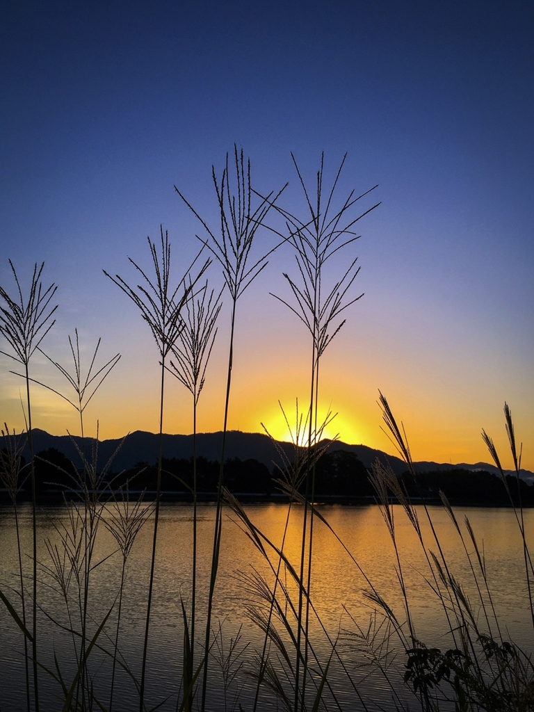 ススキ越しの朝