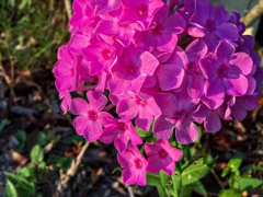 オイランソウ（クサキョウチクトウ）