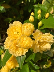 モッコウバラ咲いた