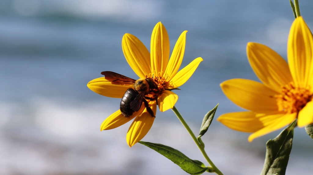 キクイモの花とクマバチ
