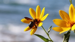キクイモの花とクマバチ