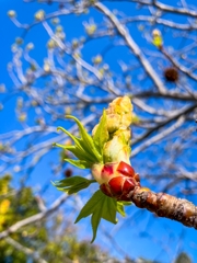 モミジバフウの新芽