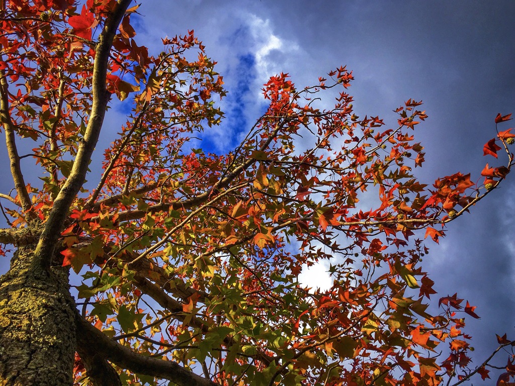 朝陽を浴びたモミジバフウ
