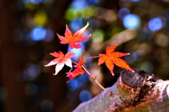 小さくてもちゃんと紅葉