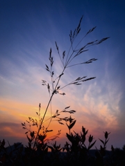 草もイケるなぁ