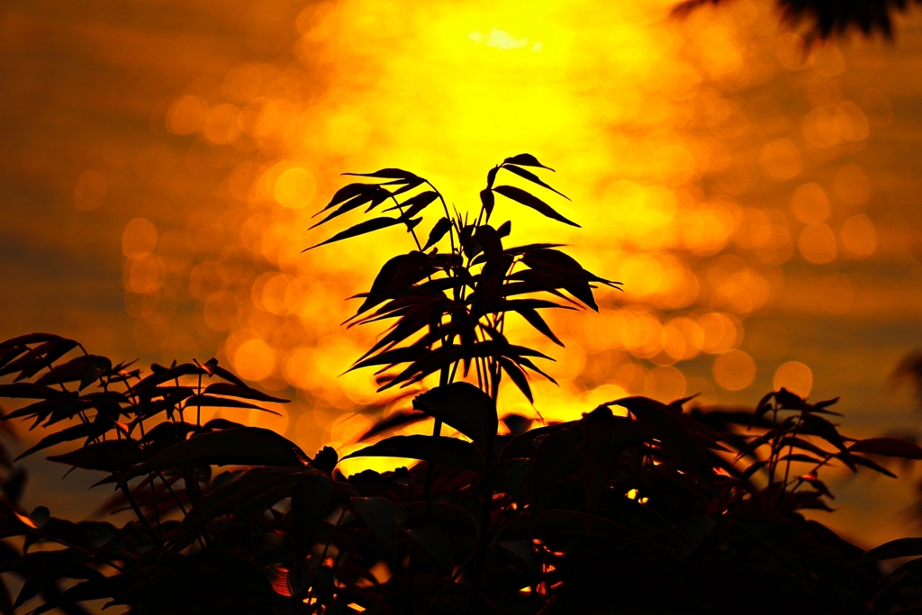 ハゼノキのシルエット