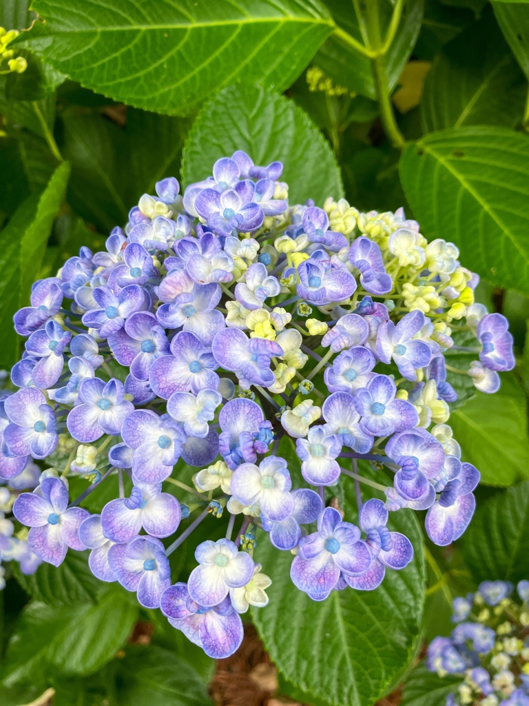 最盛期の紫陽花.1